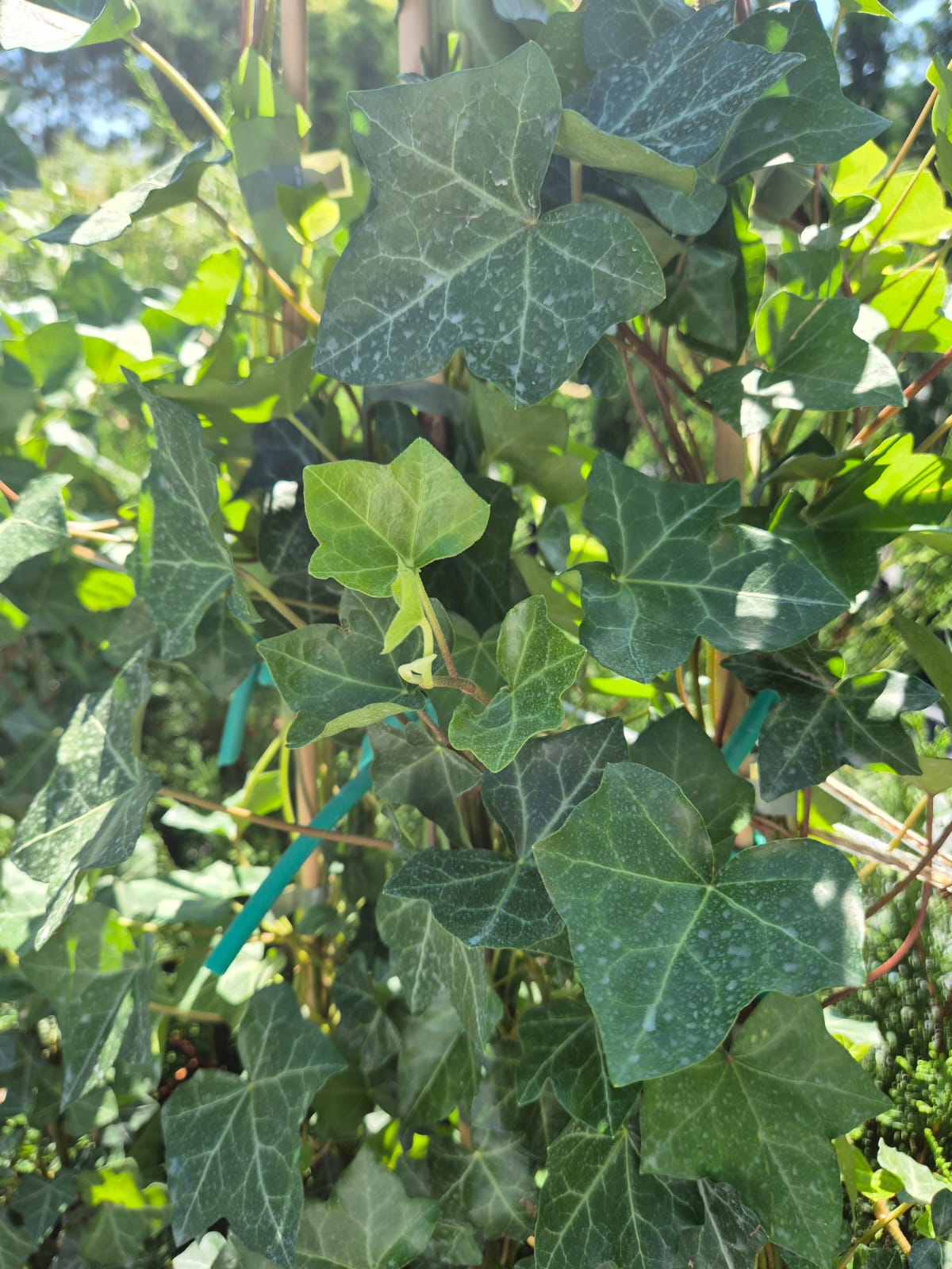 Iedera irlandeza - Hedera hibernica