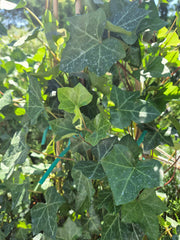 Iedera irlandeza - Hedera hibernica