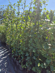Iedera irlandeza - Hedera hibernica