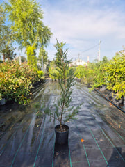 Cupressocyparis leylandii (Leylandii)