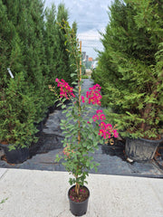 Lagerstroemia indica