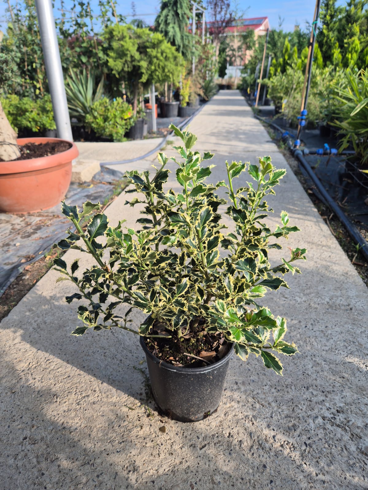 Ilex Aquifolium Variegata