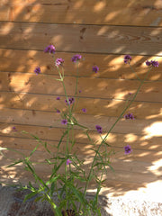 Verbena bonariensis