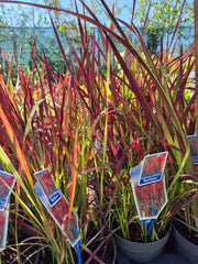 Imperata cylindrica ‘Red Baron’