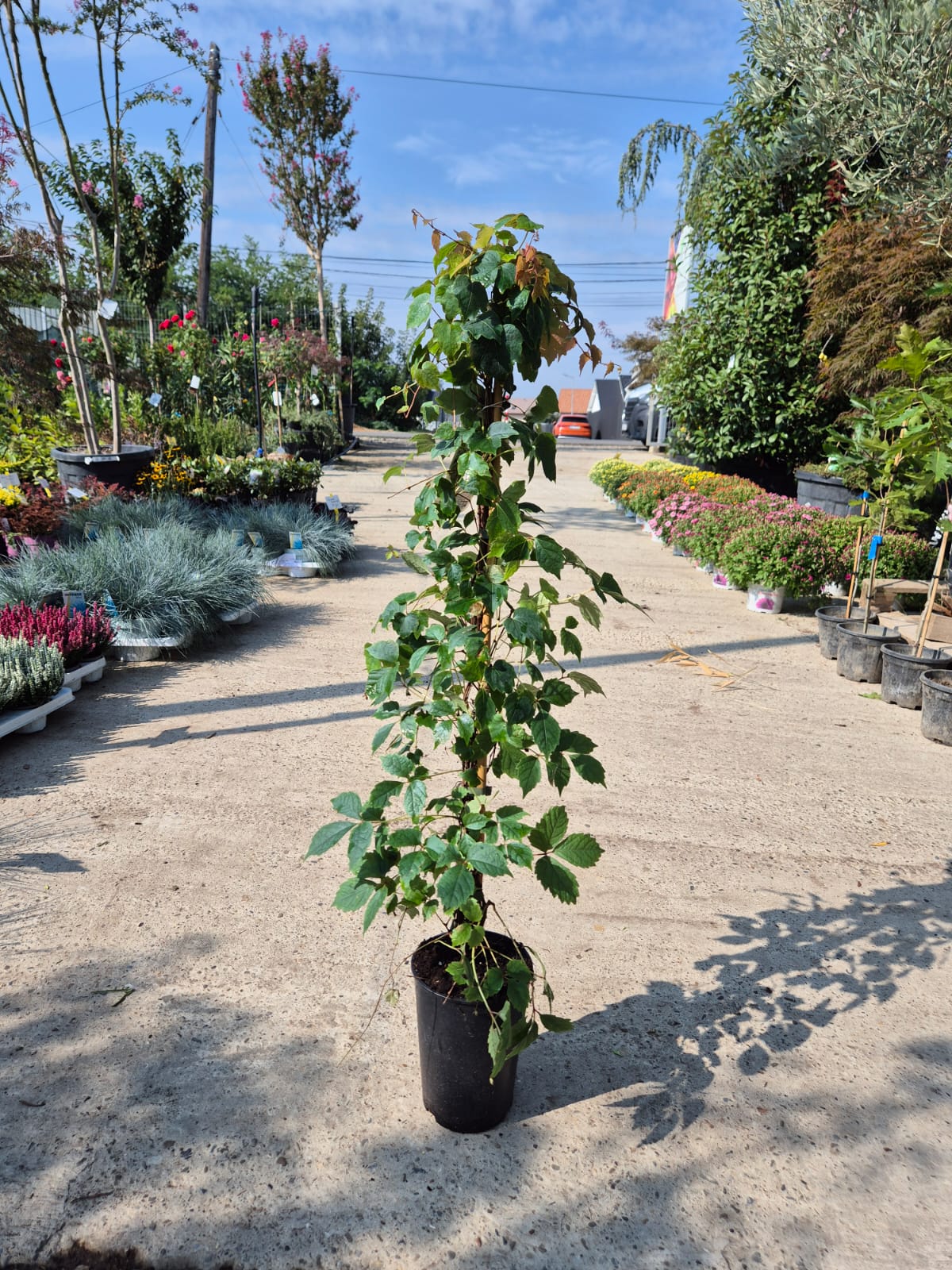 Parthenocissus tric. ‘Veitch Boskoop’ H80+