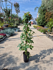 Parthenocissus tric. ‘Veitch Boskoop’ H80+