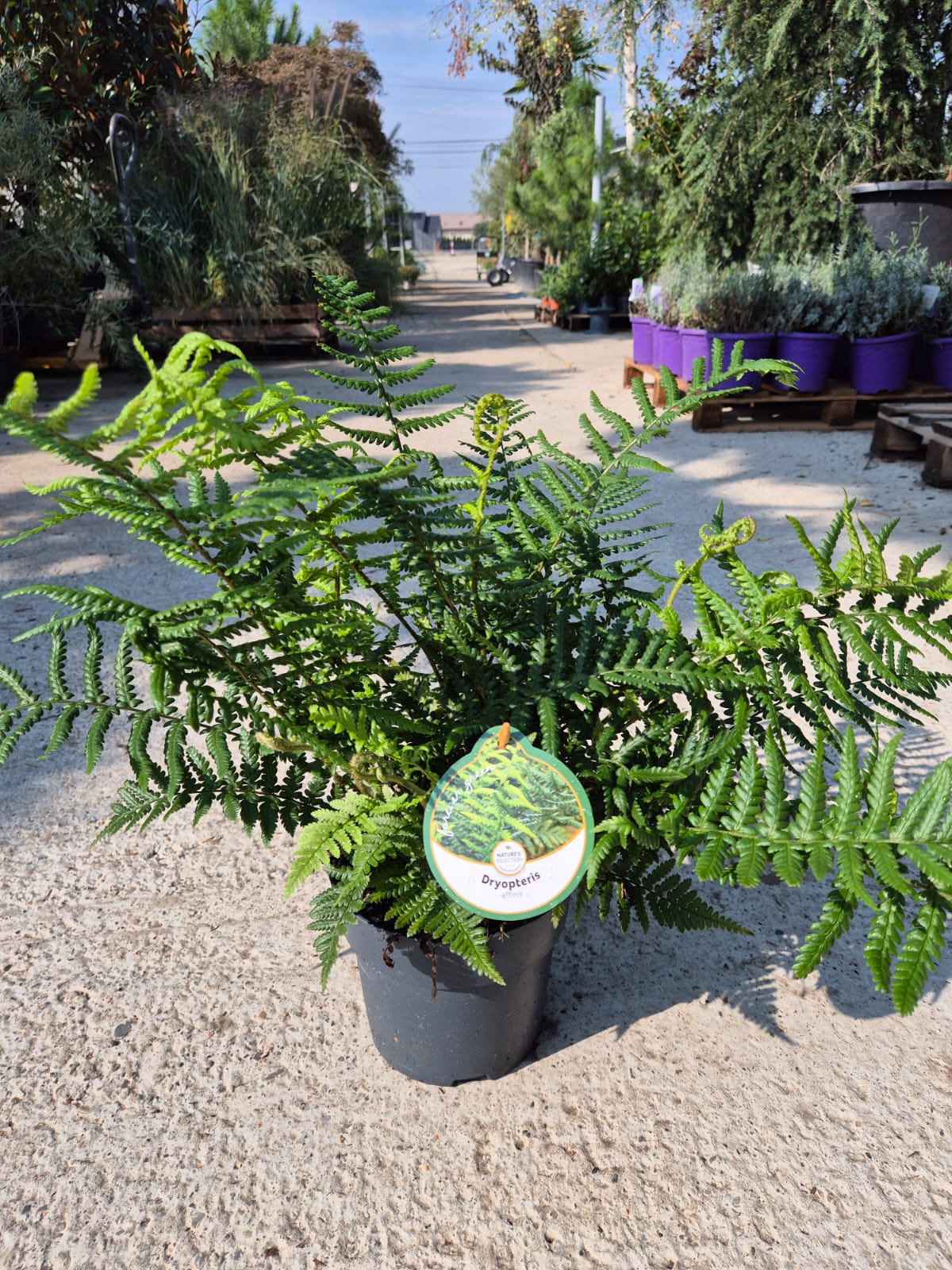 Ferigă - Dryopteris affinis C2