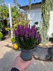 Calluna vulgaris ‘Beauty Ladies’  P9.5