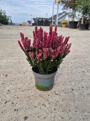 Calluna vulgaris ‘Beauty Ladies’  P9.5