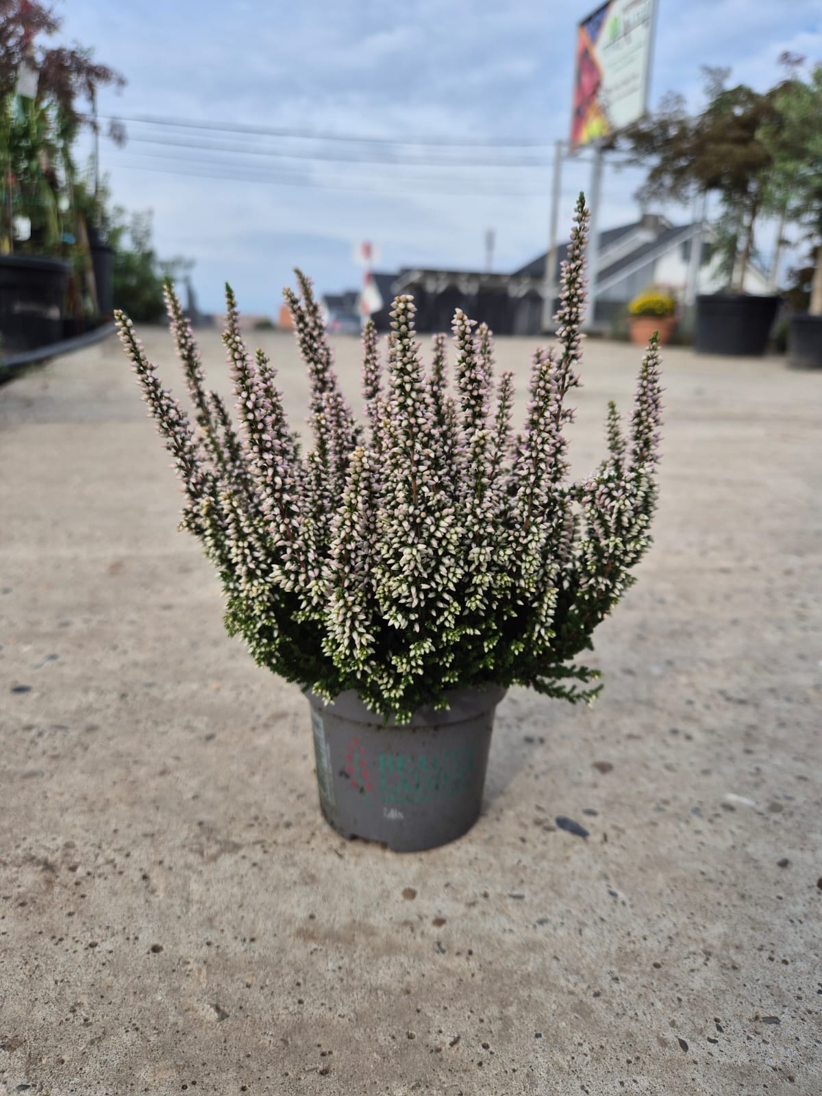 Calluna vulgaris ‘Beauty Ladies’  P9.5