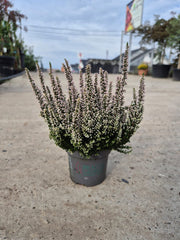 Calluna vulgaris ‘Beauty Ladies’  P9.5