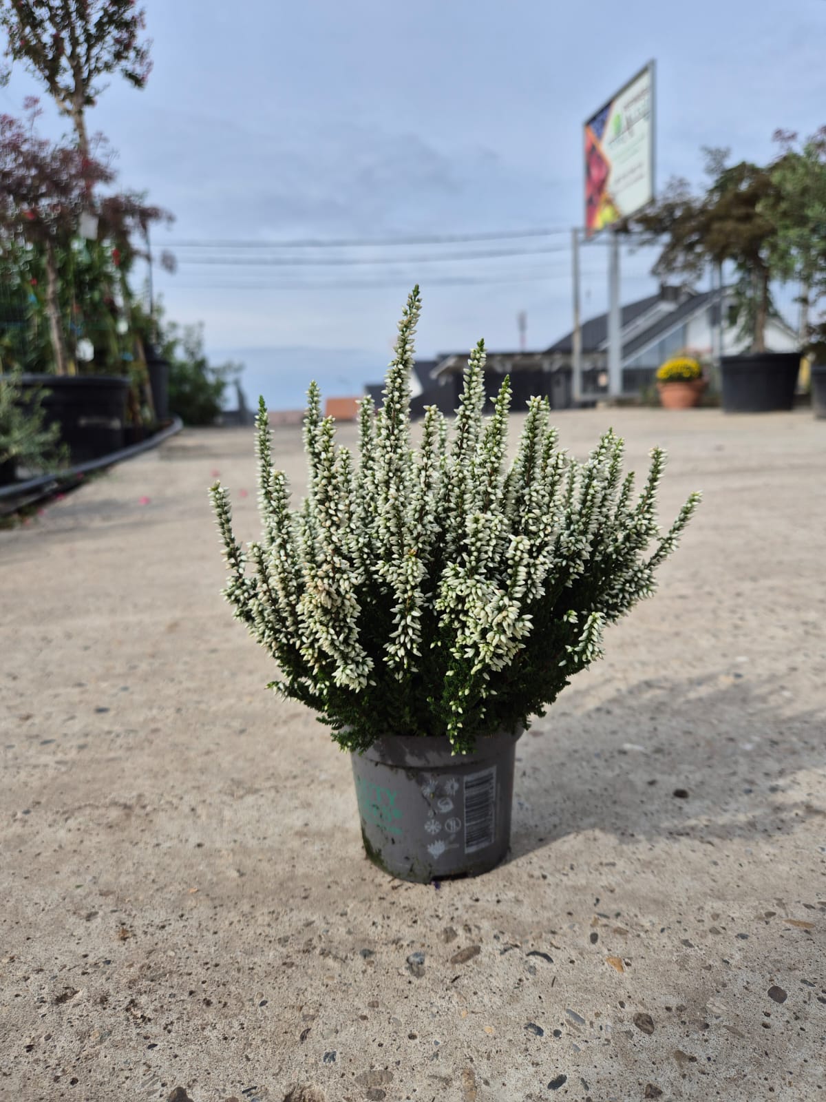 Calluna vulgaris ‘Beauty Ladies’  P9.5