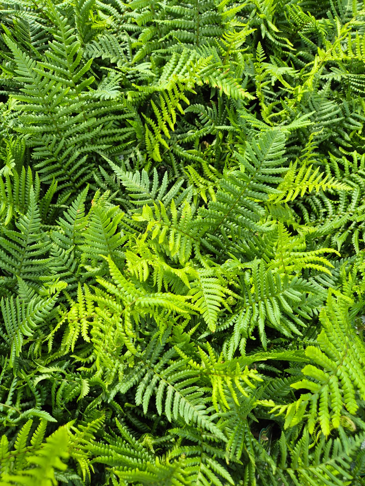 Ferigă - Dryopteris affinis C2