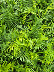 Ferigă - Dryopteris affinis C2