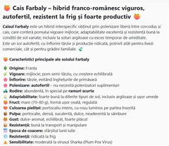 Cais Farbaly