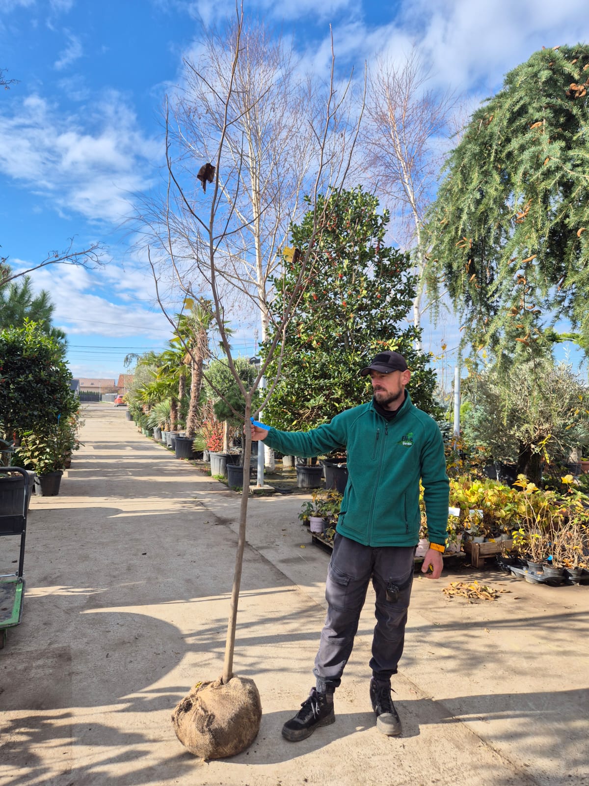 Arbore de lalea la balot