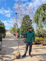 Arbore de lalea la balot