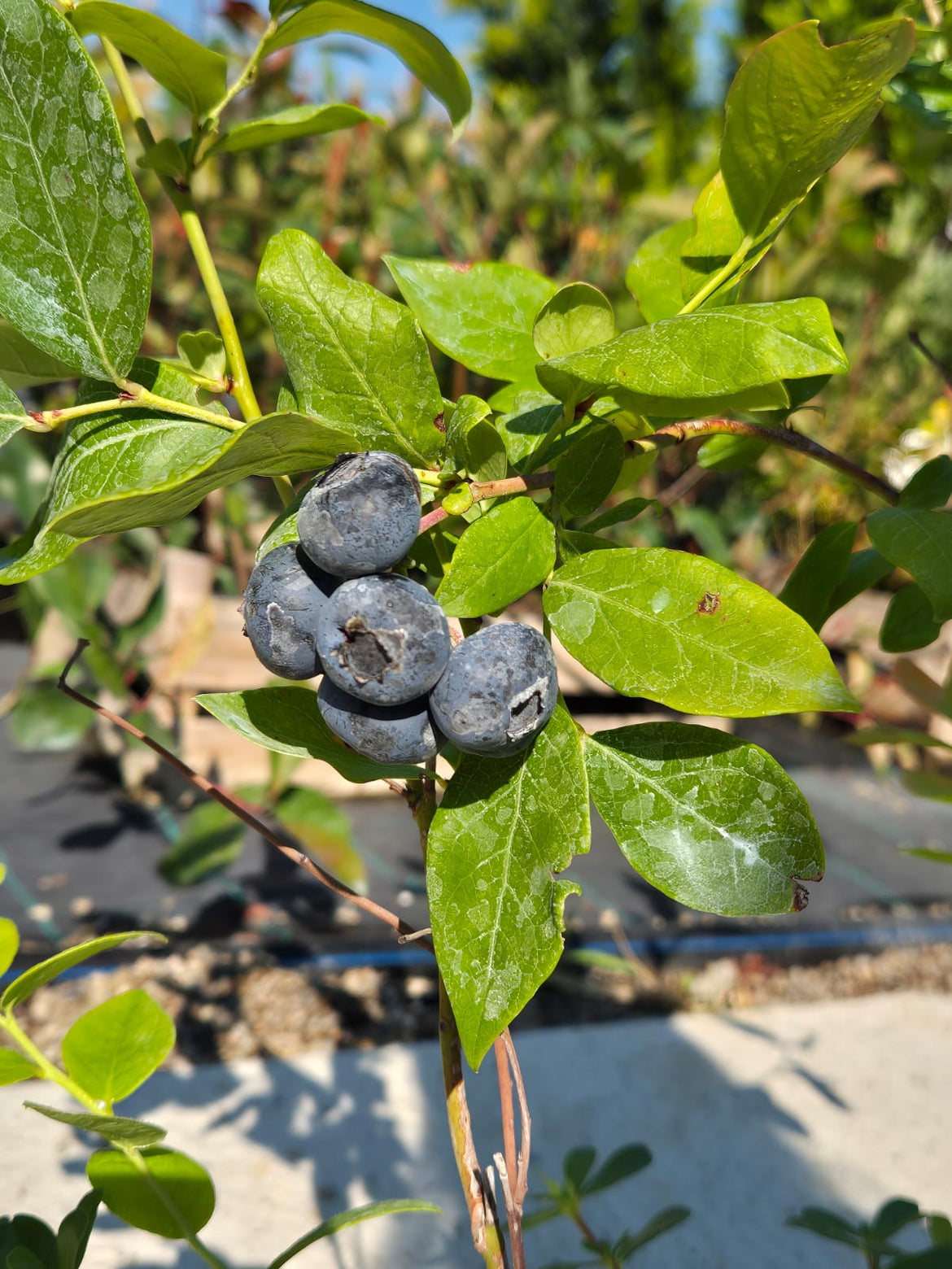 Produse – Elite Garden Center