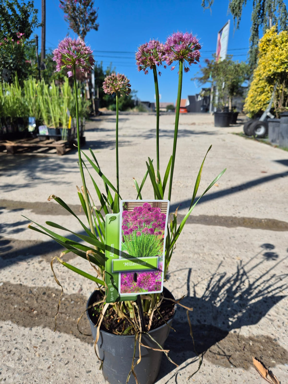 ☘️aiiKEN73*Garden☘️AG202602 Jardiniera, 33 x 18,5 x 45 cm, 