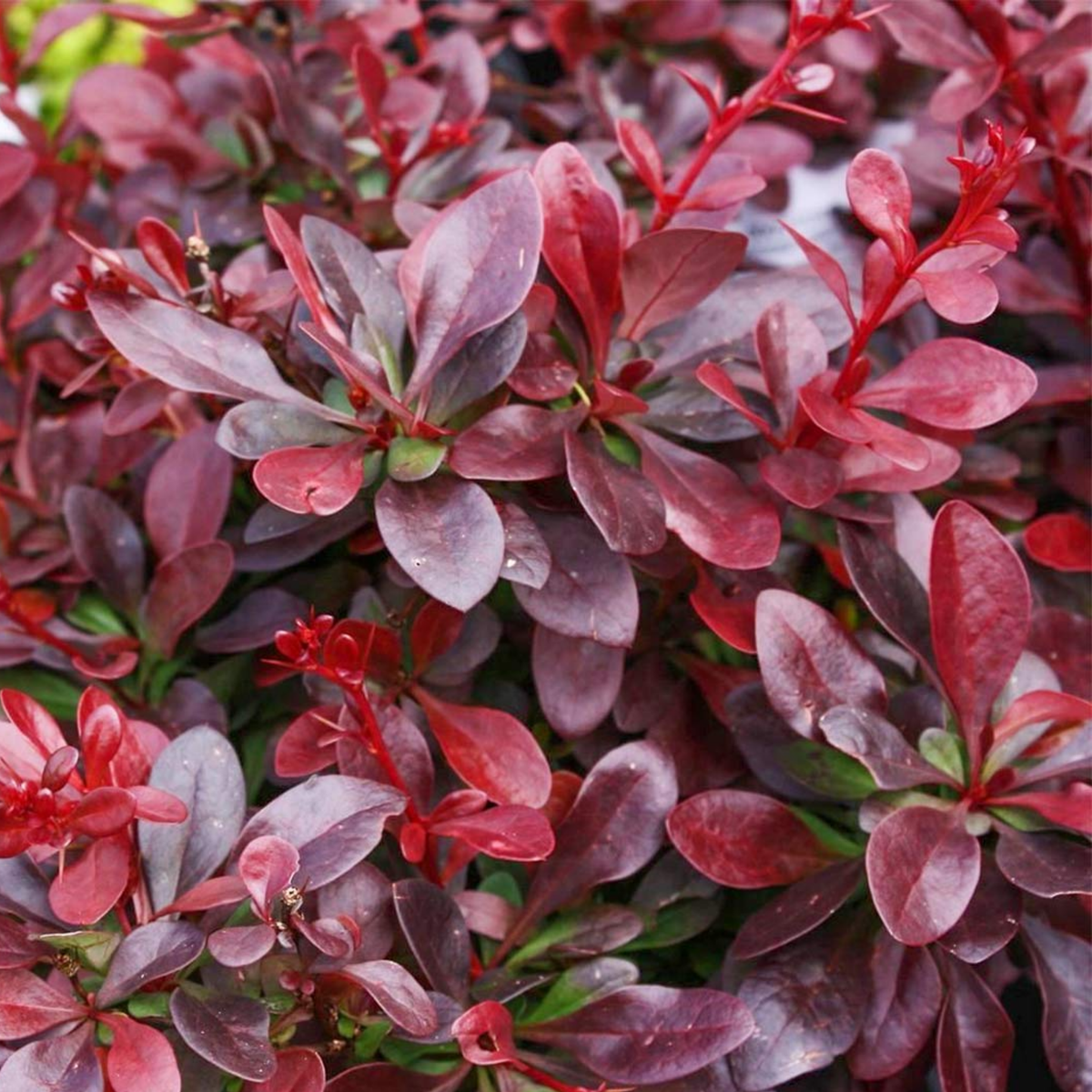 Berberis Atropurpurea Nana