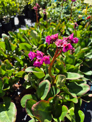Bergenia 'Eroica'