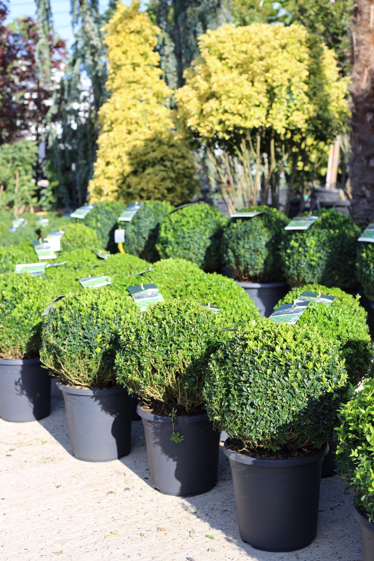 Buxus bilă 30-35 cm , C7  - Buxus sempervirens