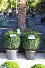 Buxus bilă 40-45 cm, C15 - Buxus sempervirens