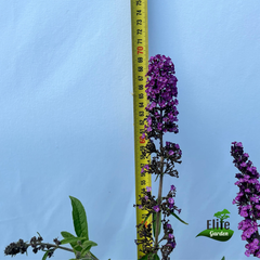 Buddleja davidii