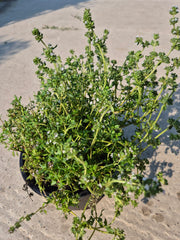 Cimbru - Thymus vulgaris