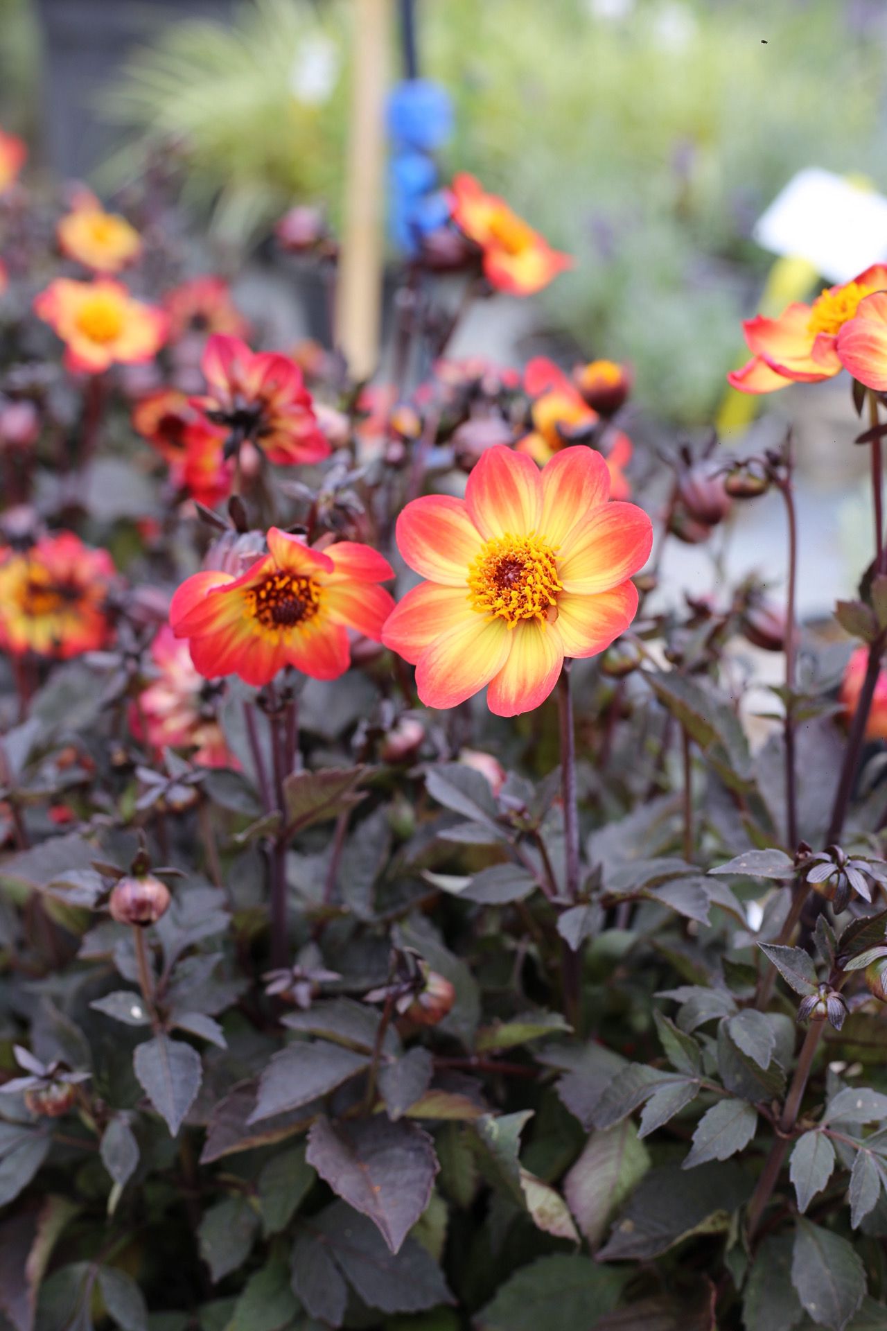 Dalie cu frunze negre si flori galben-portocalii-  Dahlia ‘Sunrise’