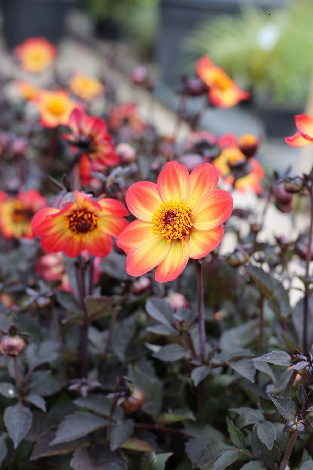 Dalie cu frunze negre si flori galben-portocalii-  Dahlia ‘Sunrise’