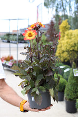 Dalie cu frunze negre si flori galben-portocalii-  Dahlia ‘Sunrise’