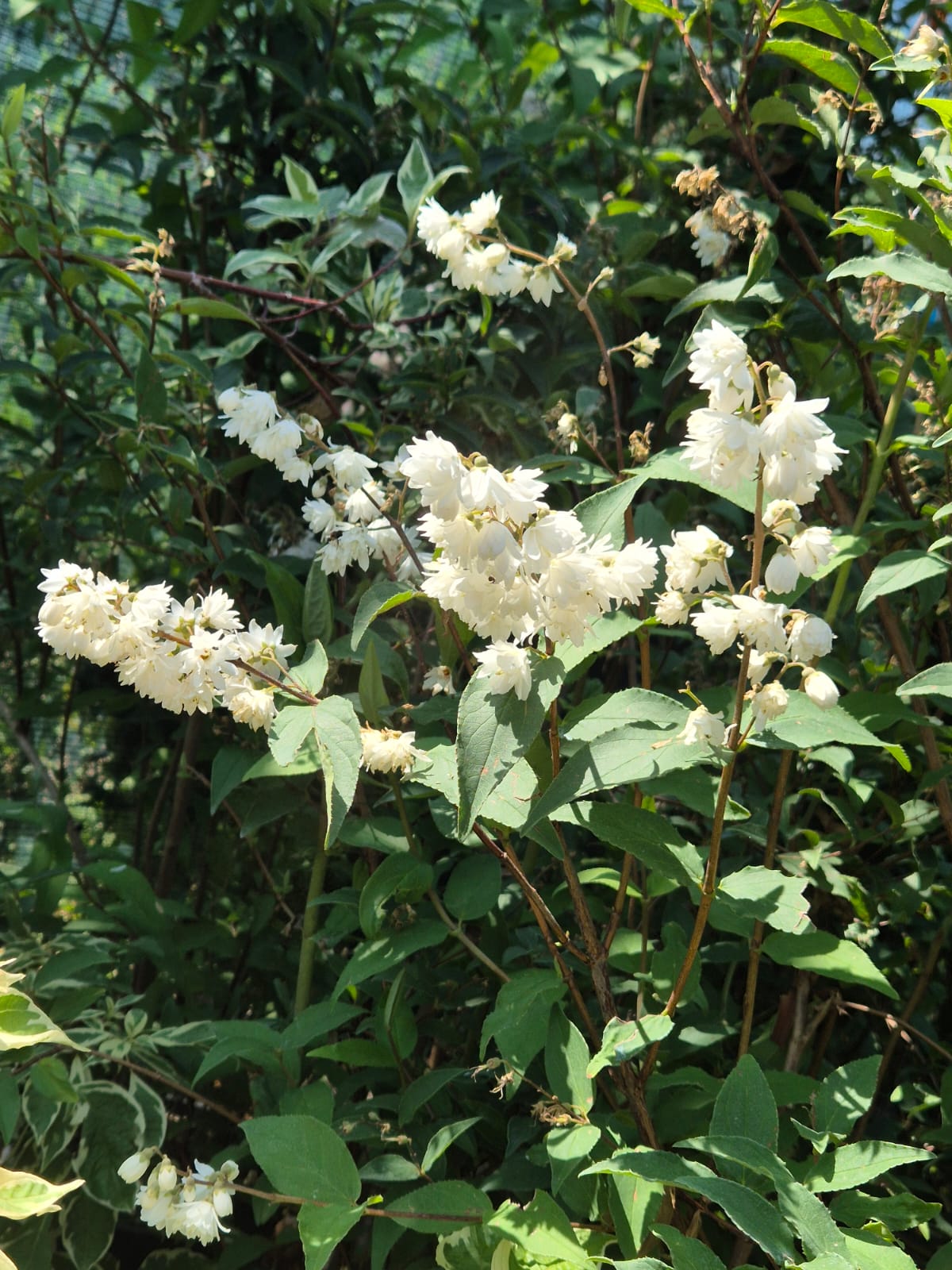 Deutzia - Pride of Rochester