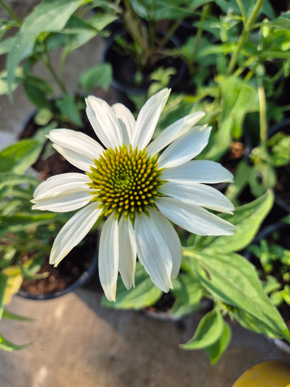 Echinacea - Echinacea White Swan