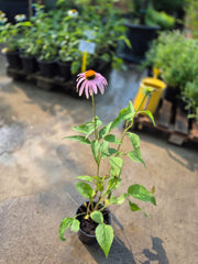 Echinacea - Echinacea purpurea