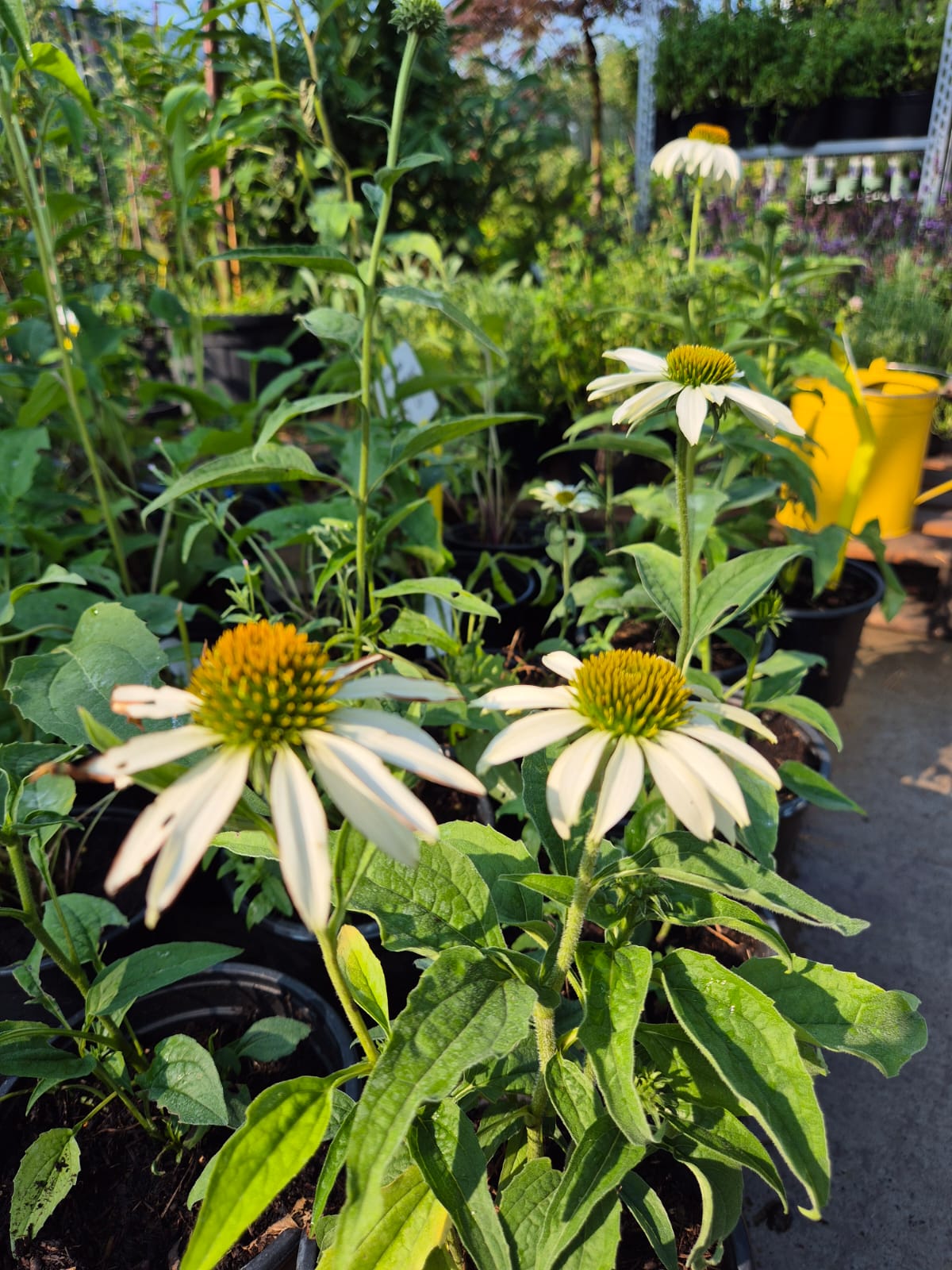 Echinacea - Echinacea White Swan