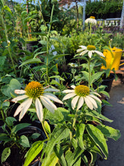 Echinacea - Echinacea White Swan