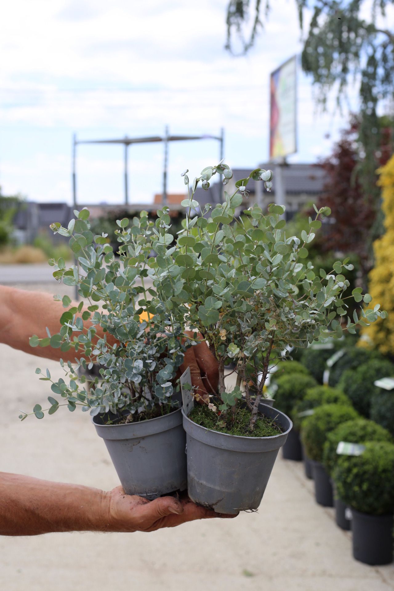 Eucalipt - Eucalyptus gunnii
