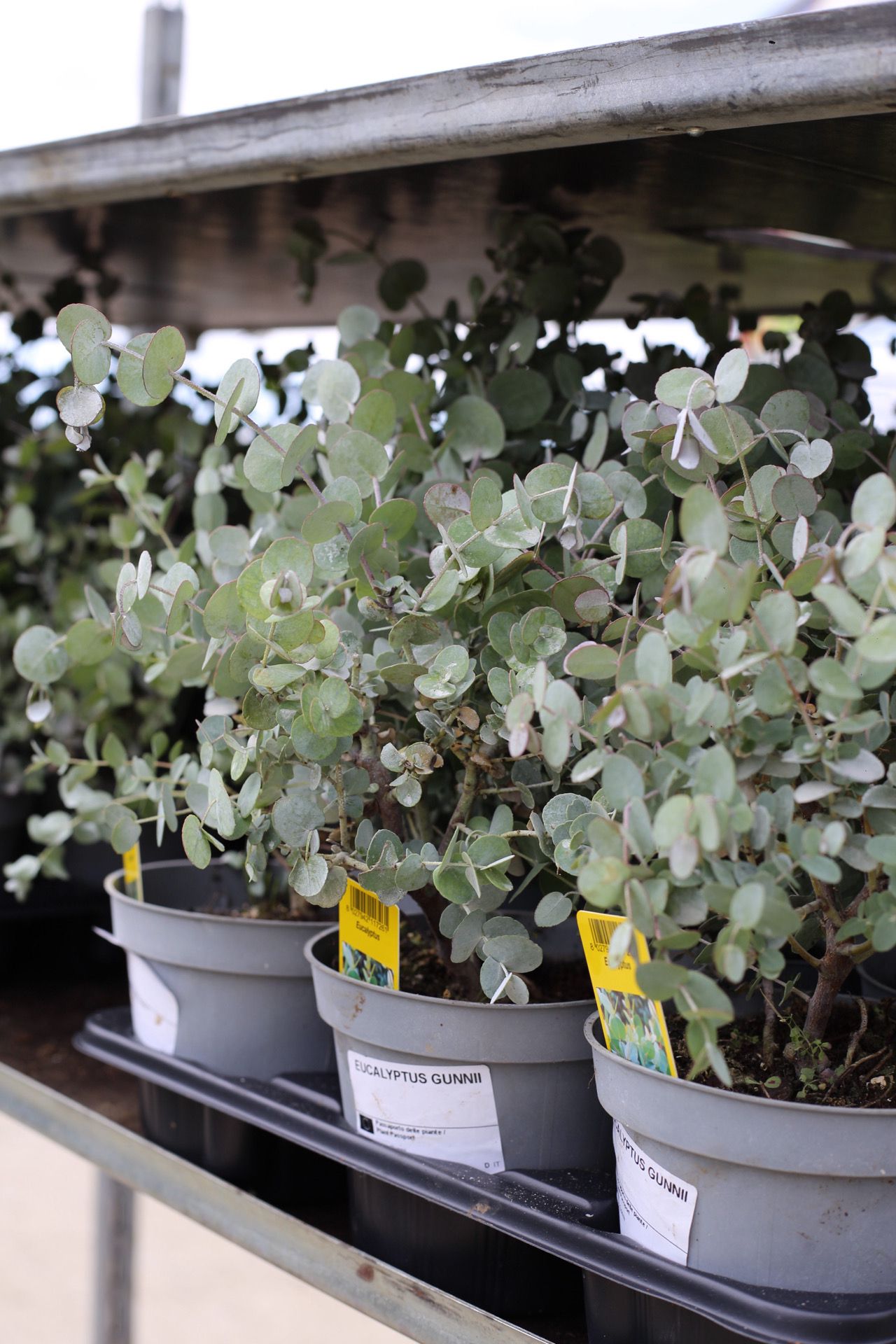 Eucalipt - Eucalyptus gunnii