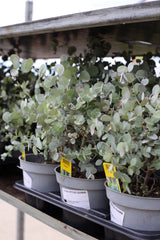 Eucalipt - Eucalyptus gunnii