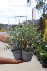 Eucalipt - Eucalyptus gunnii