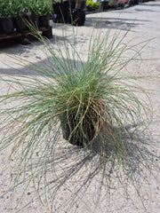 Iarbă albastră - Festuca Glauca