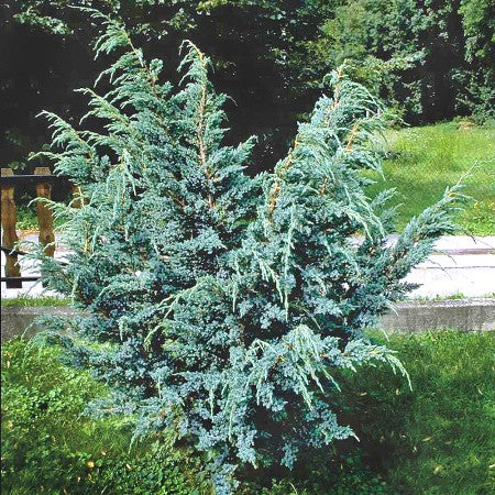 Ienupar chinezesc - Juniperus chinensis "Blue Alps", Ghiveci 10L, H 60-80cm