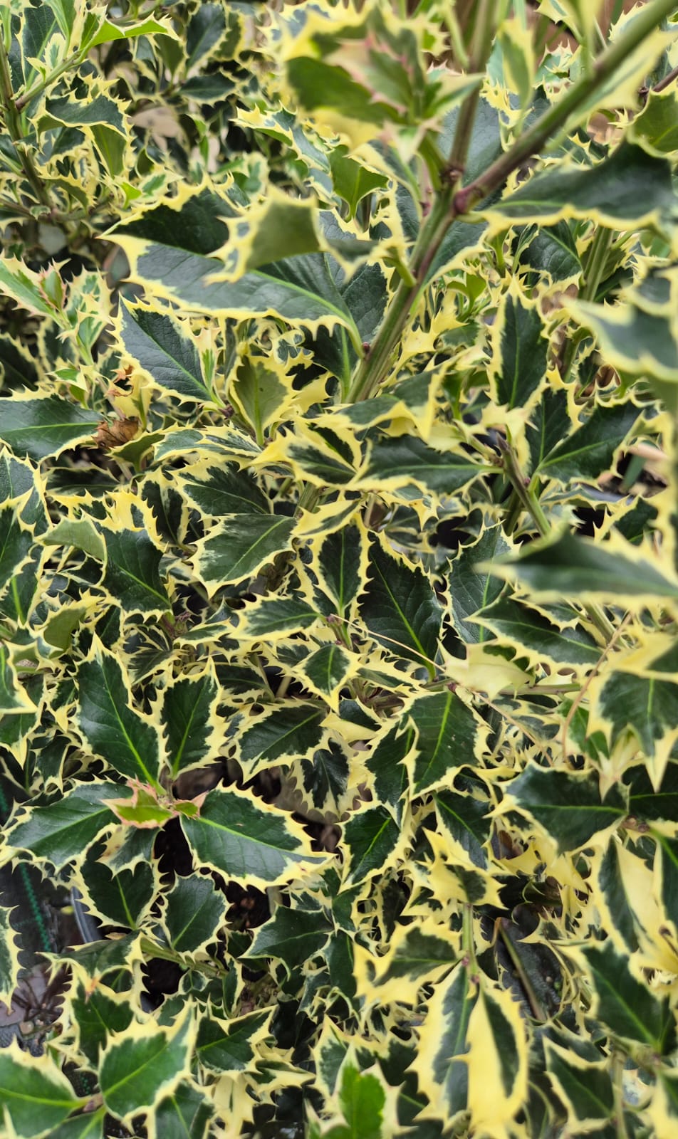 Ilex Aquifolium Variegata