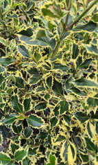 Ilex Aquifolium Variegata