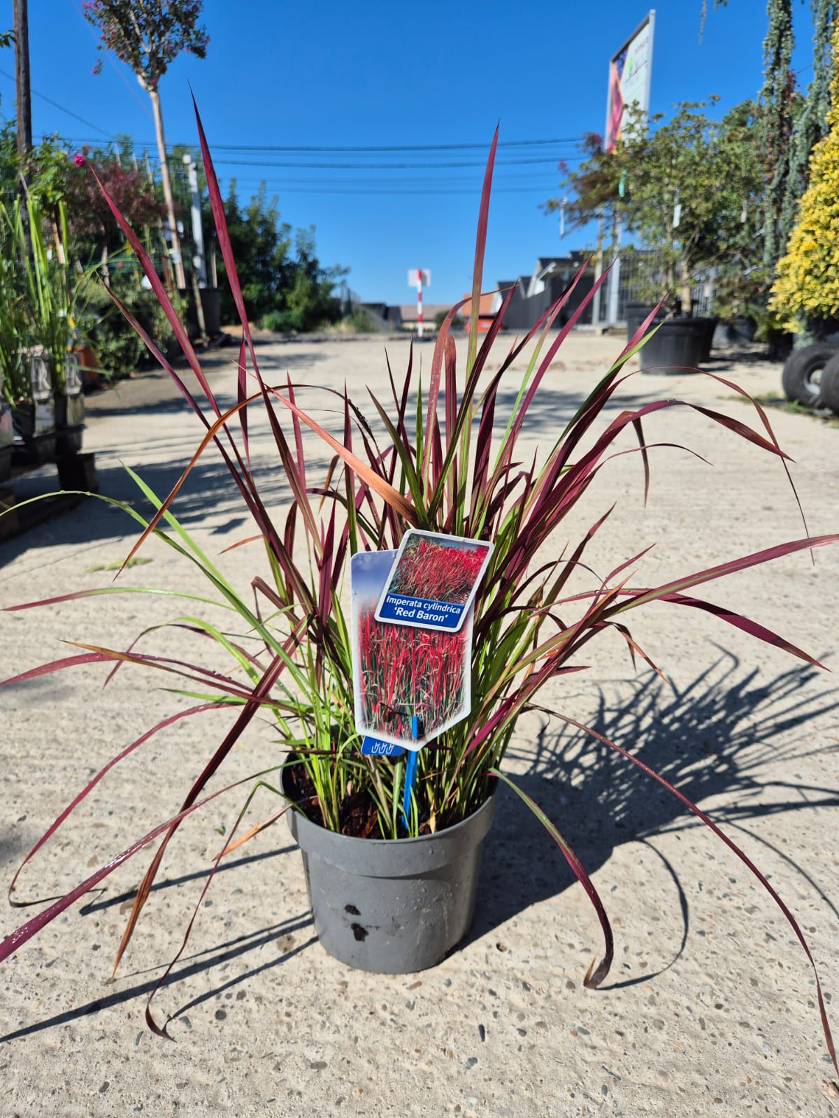 Imperata cylindrica ‘Red Baron’