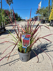 Imperata cylindrica ‘Red Baron’
