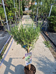 Lavanda Copacel - Lavandula angustifolia ‘Munstead’