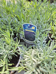 Lavanda - Lavandula angustifolia ‘Hidcote’