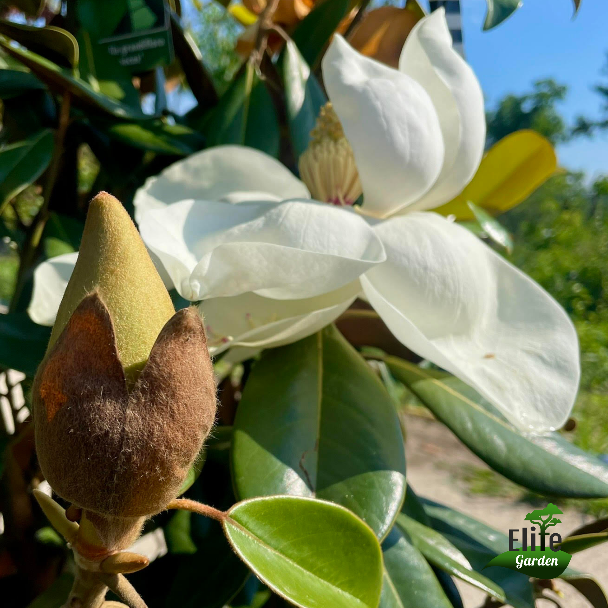 Magnolia grandiflora Galissonniere